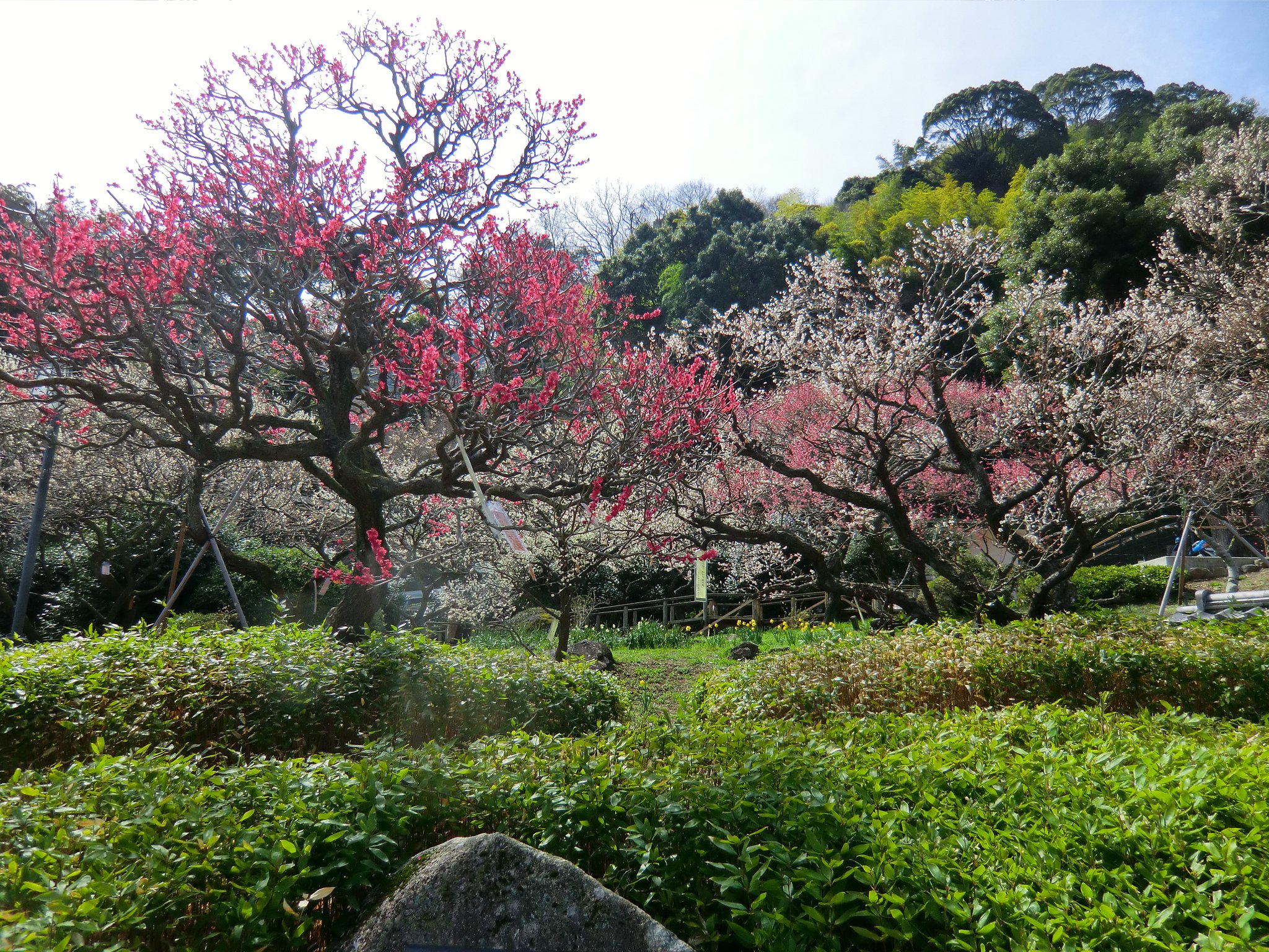 寛一・お宮の梅