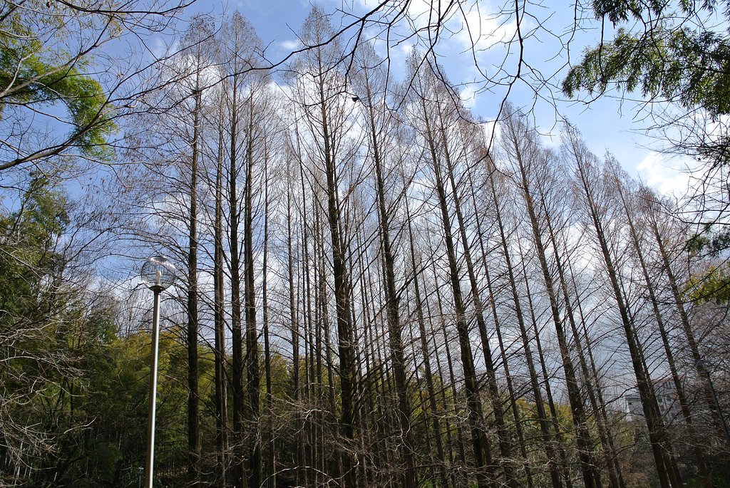 大木がそびえる風景