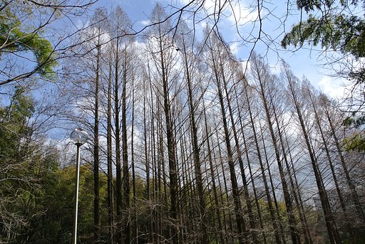 大木がそびえる風景