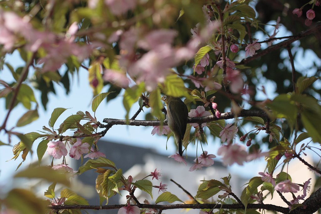 河津桜＋α