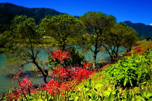 【長】彼岸花の堤防