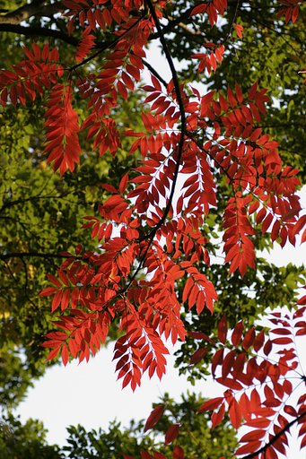 六義園<紅葉>