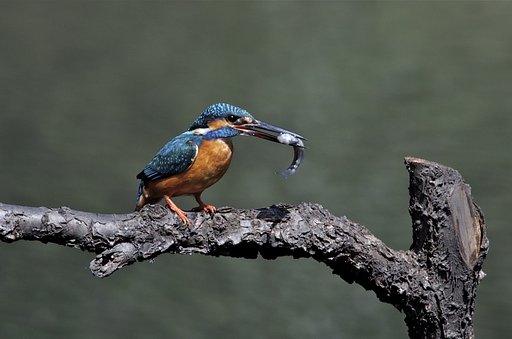 カワセミ