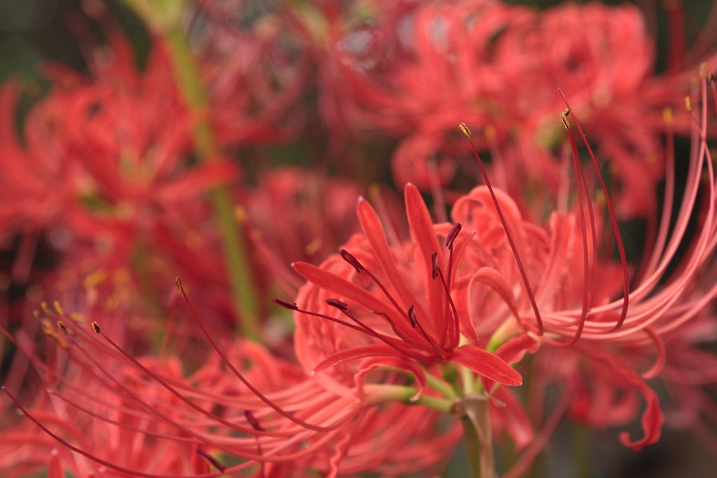 曼珠沙華満開