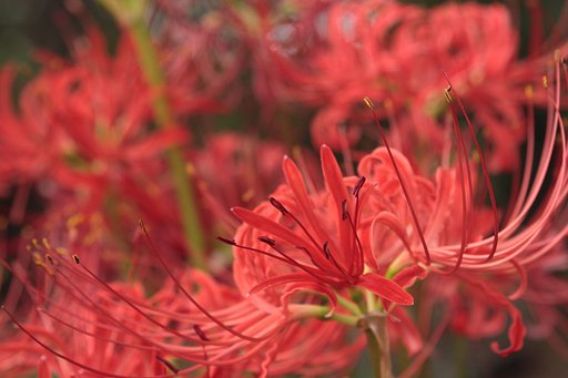 曼珠沙華満開