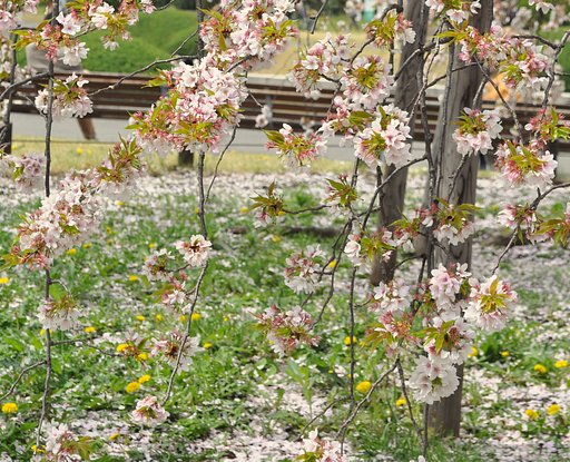 【淡彩】桜