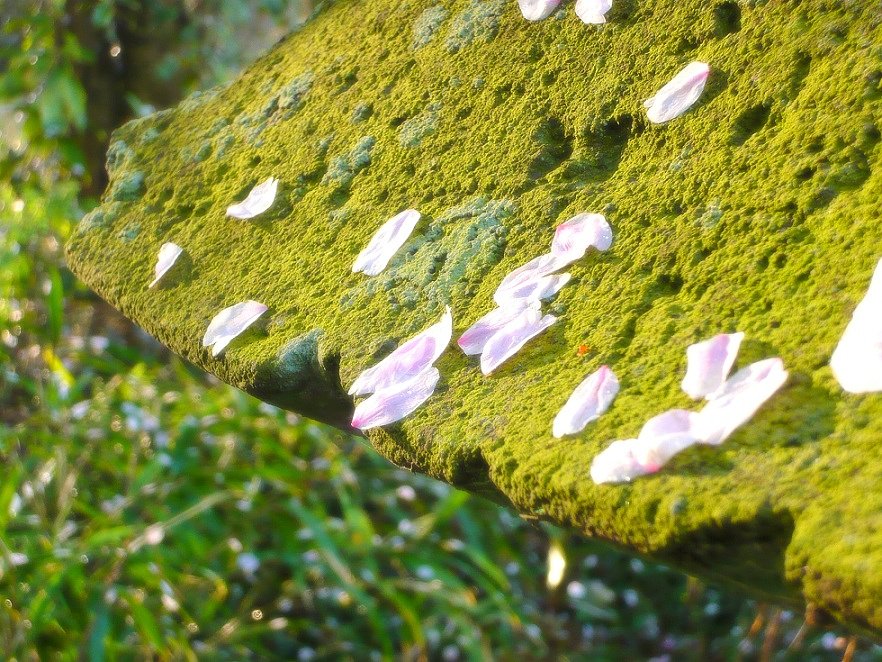 【淡彩】さくら