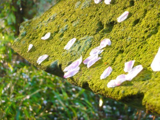 【淡彩】さくら