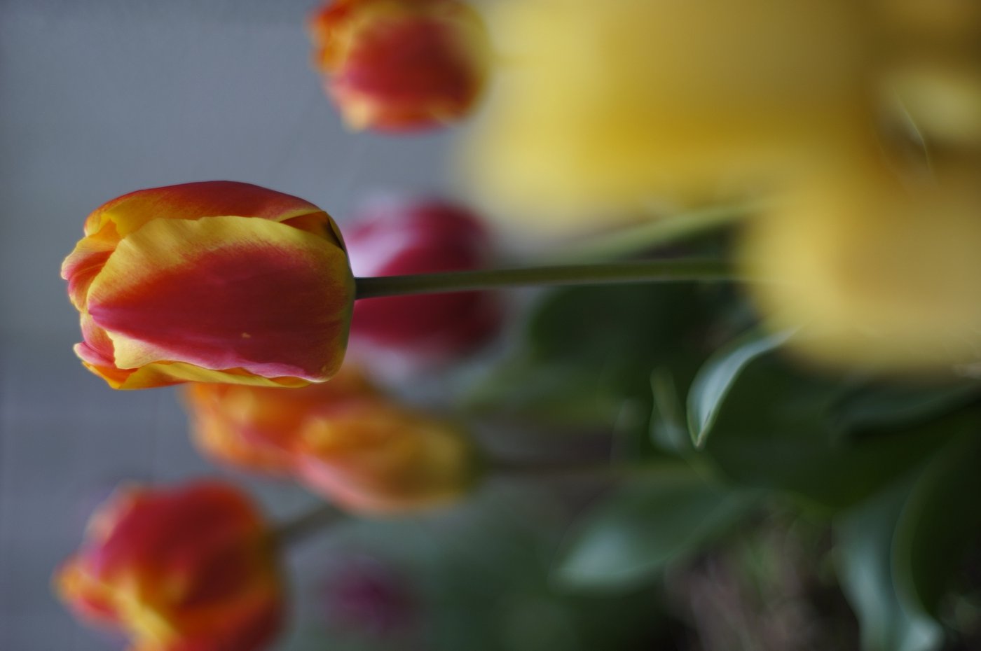 ヤシカＭＬ55/1.2 by NEX5n