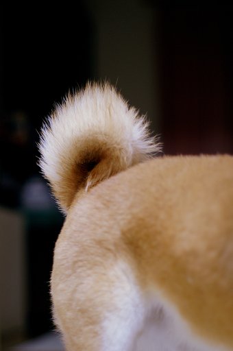 【尾】おおおお。