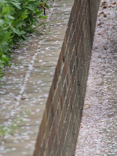 煉瓦に桜