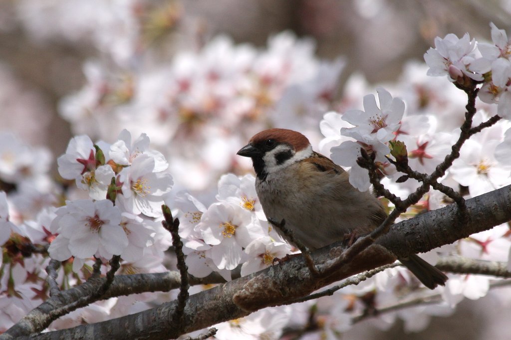 雀も花見