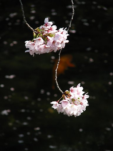 鯉も花見かしら〜