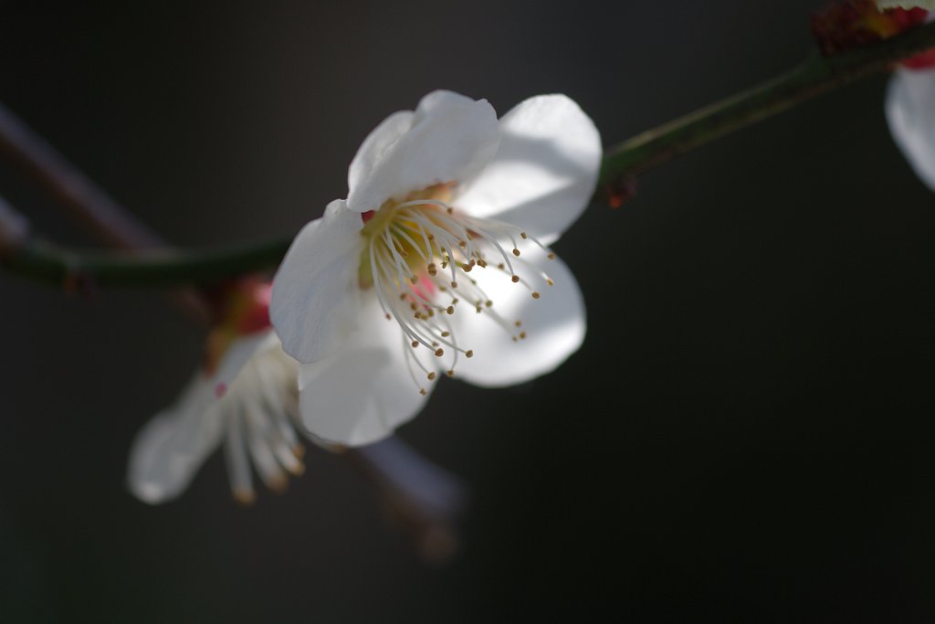 今年の梅