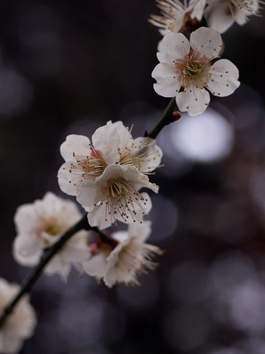 白梅
