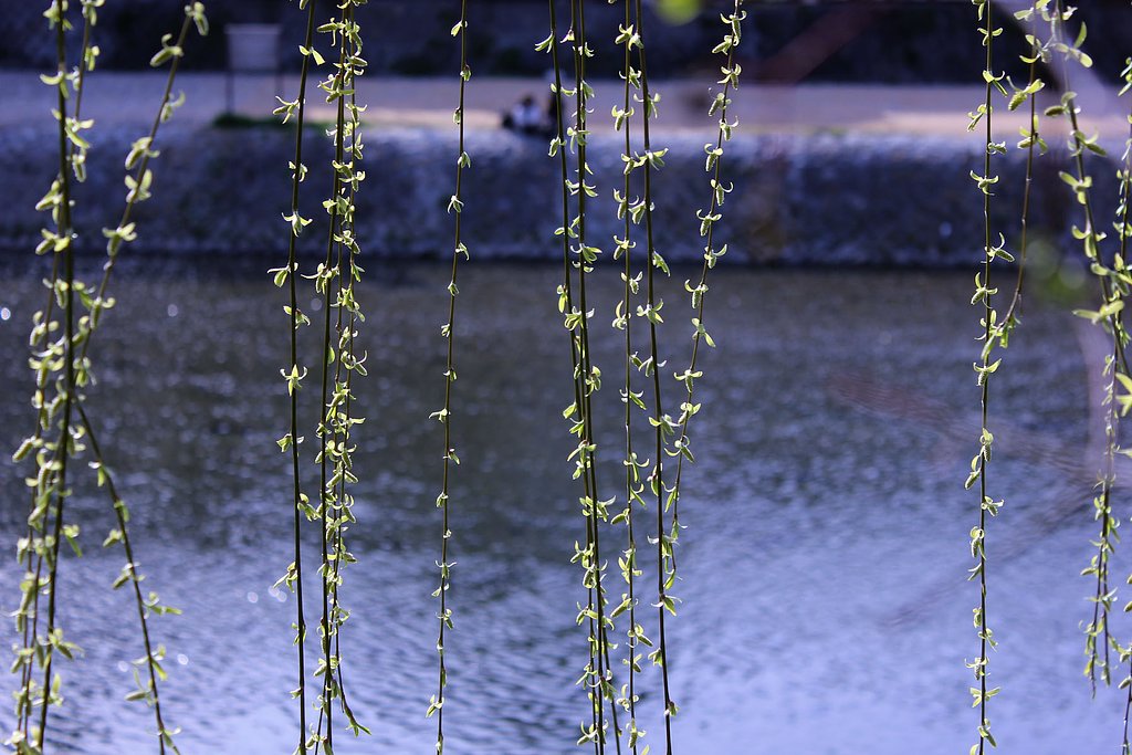 柳の新芽
