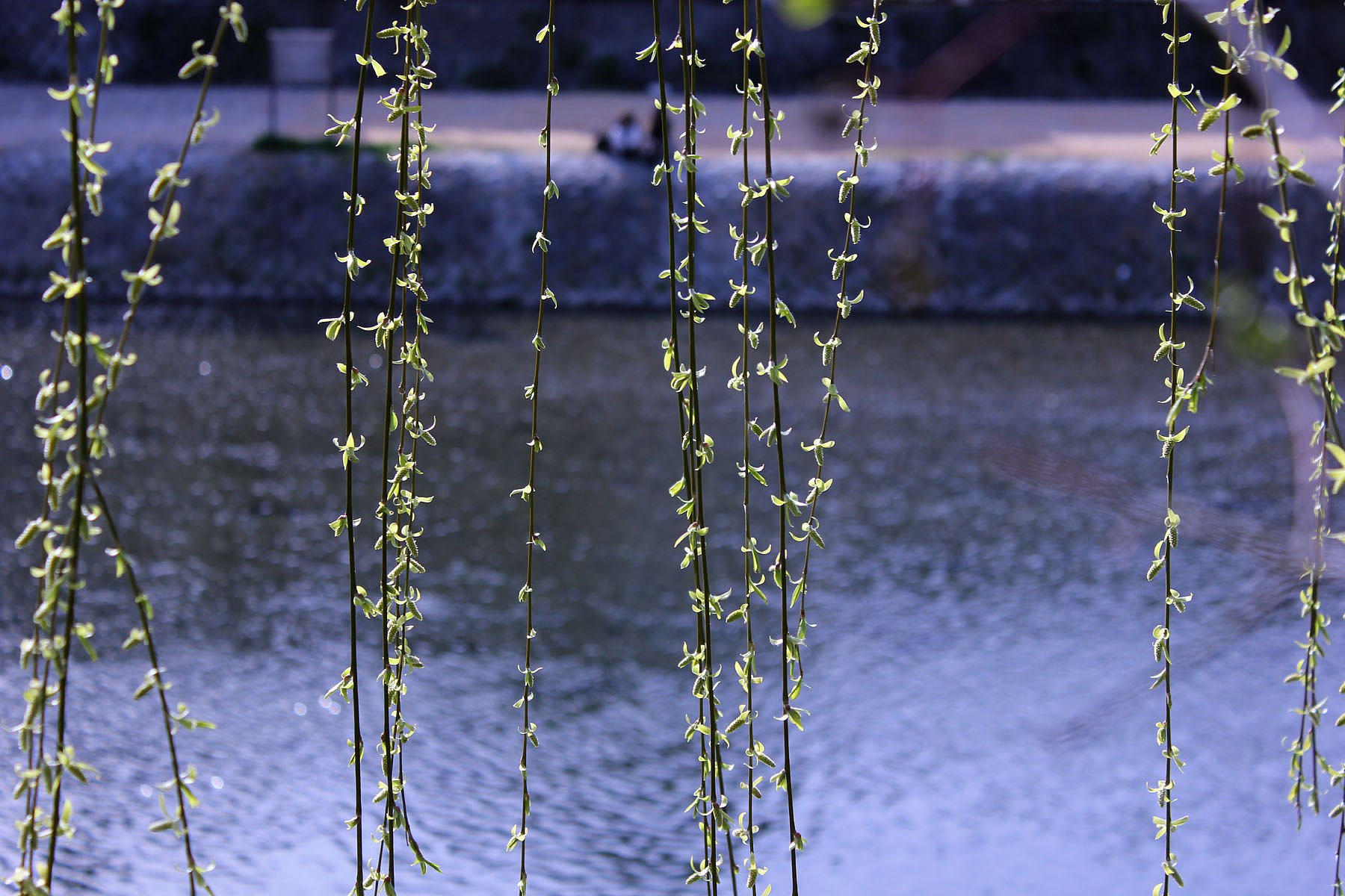 柳の新芽