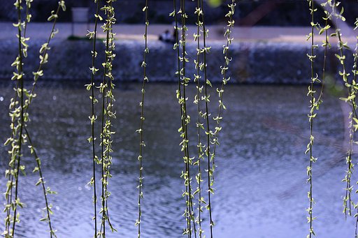 柳の新芽