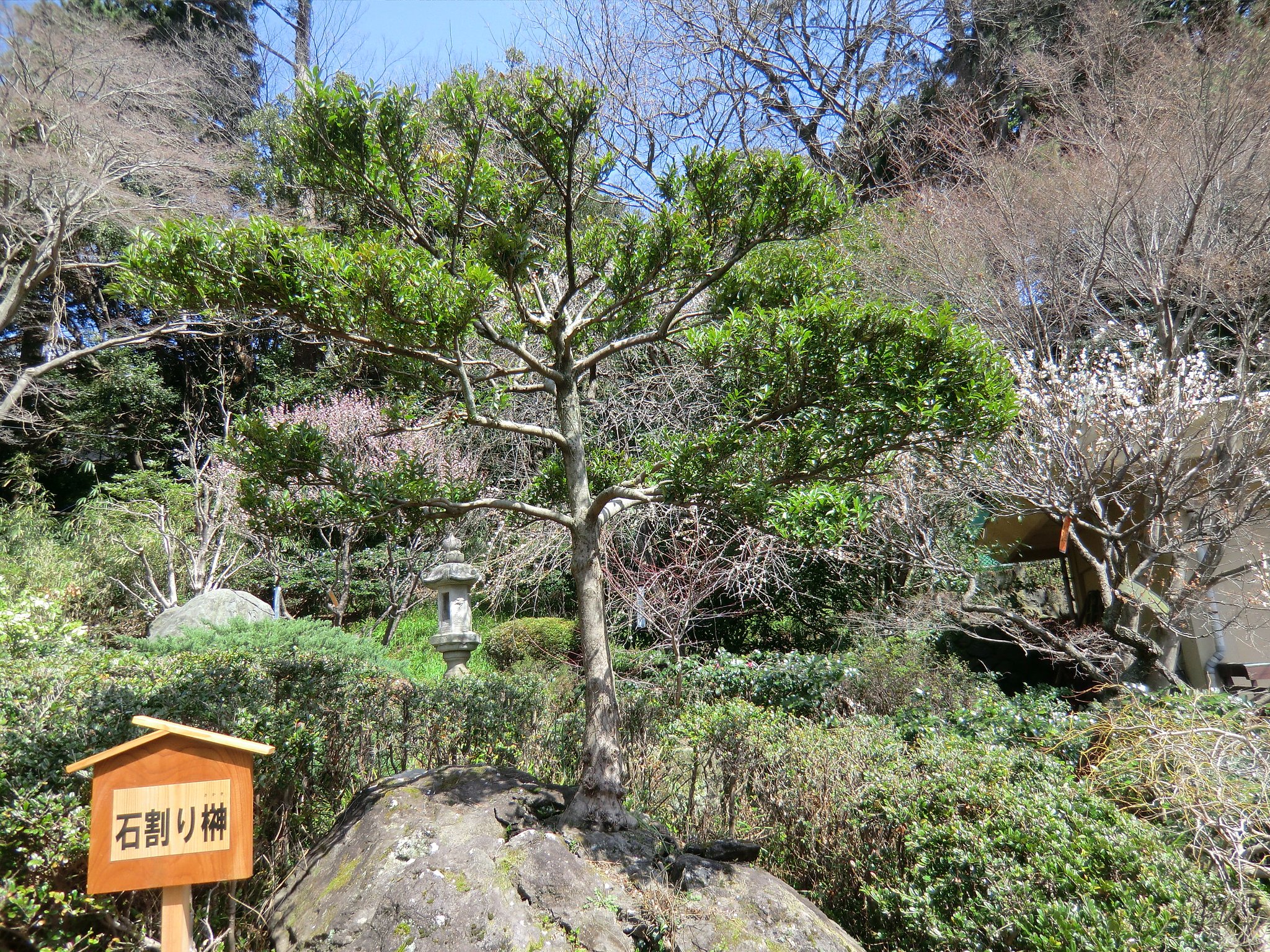 石割り榊