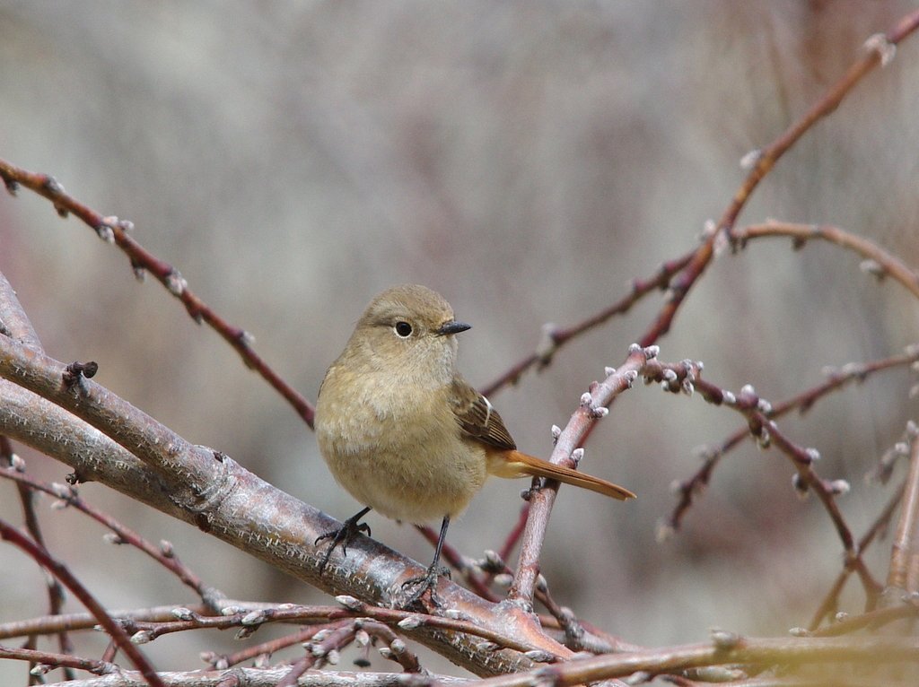 今季初のジョウビタキ♀