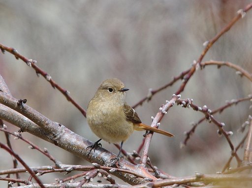 今季初のジョウビタキ♀