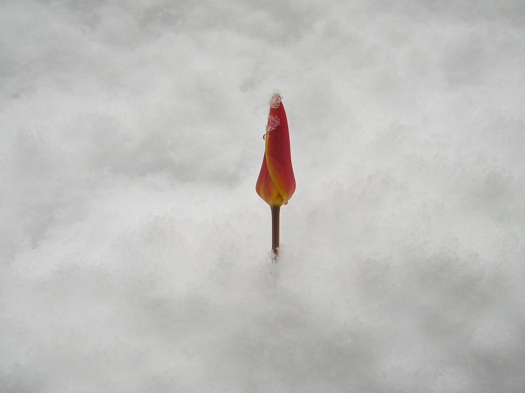 雪の中チューリップⅡ