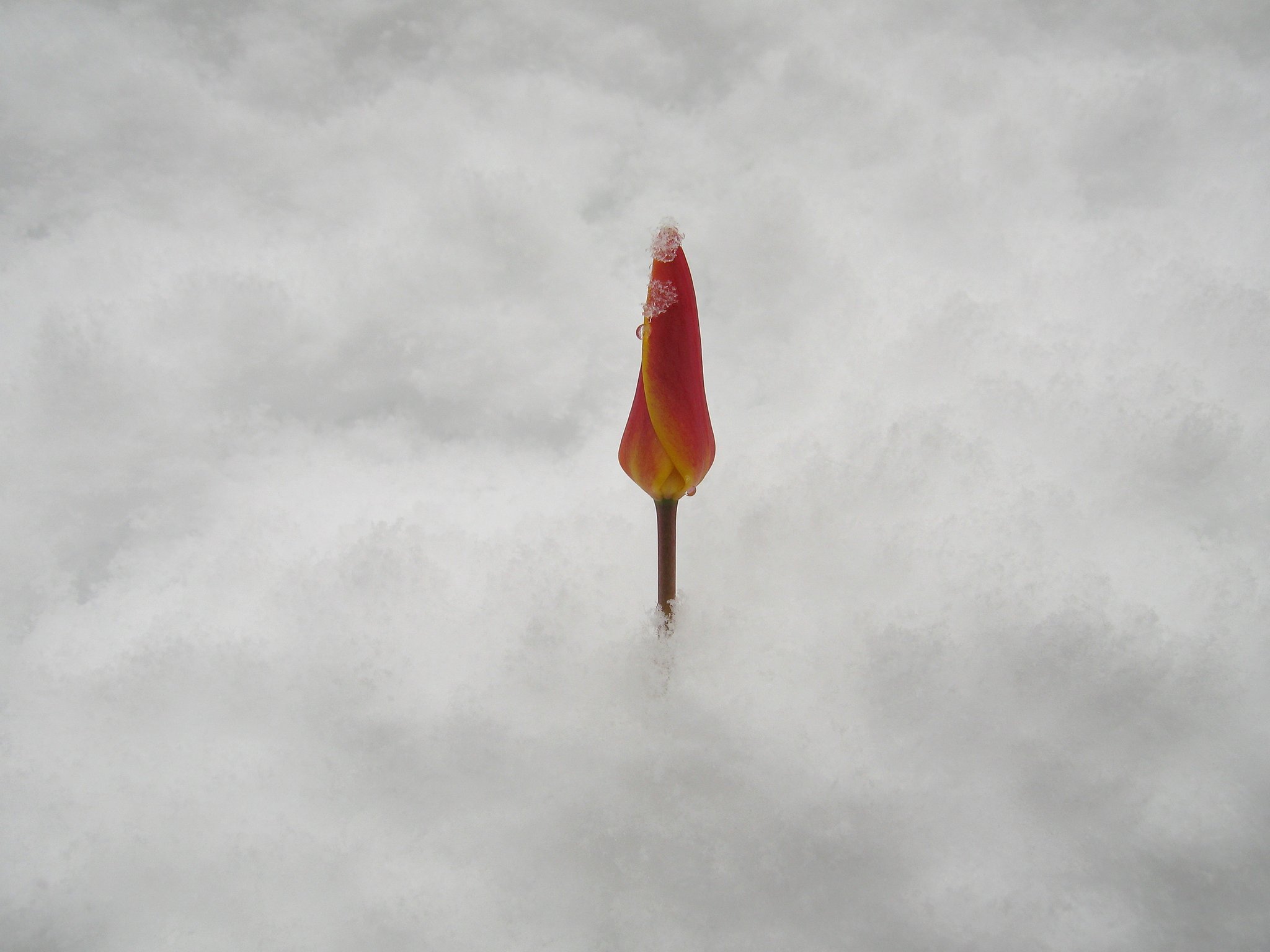 雪の中チューリップⅡ