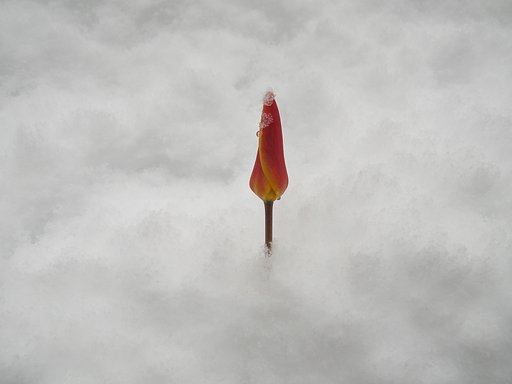 雪の中チューリップⅡ