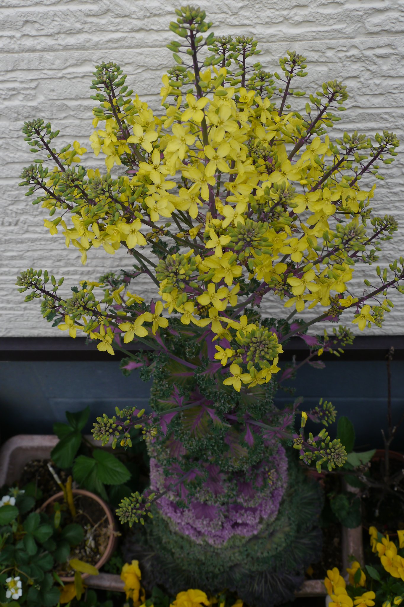 　「花きゃべつに花が」
