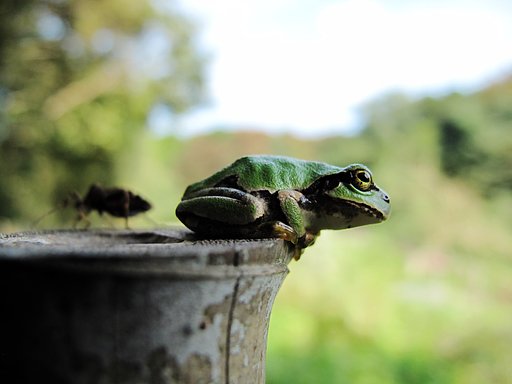 アマガエル