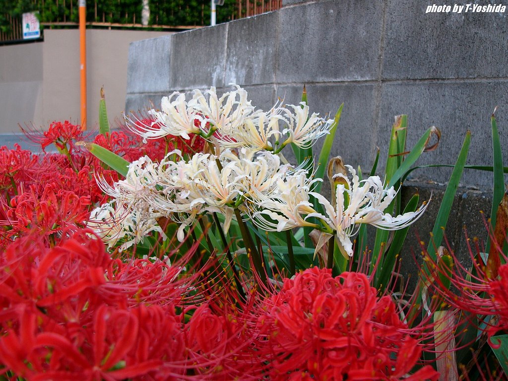 道端で、彼岸花二色盛り