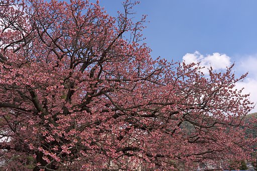 緋寒桜