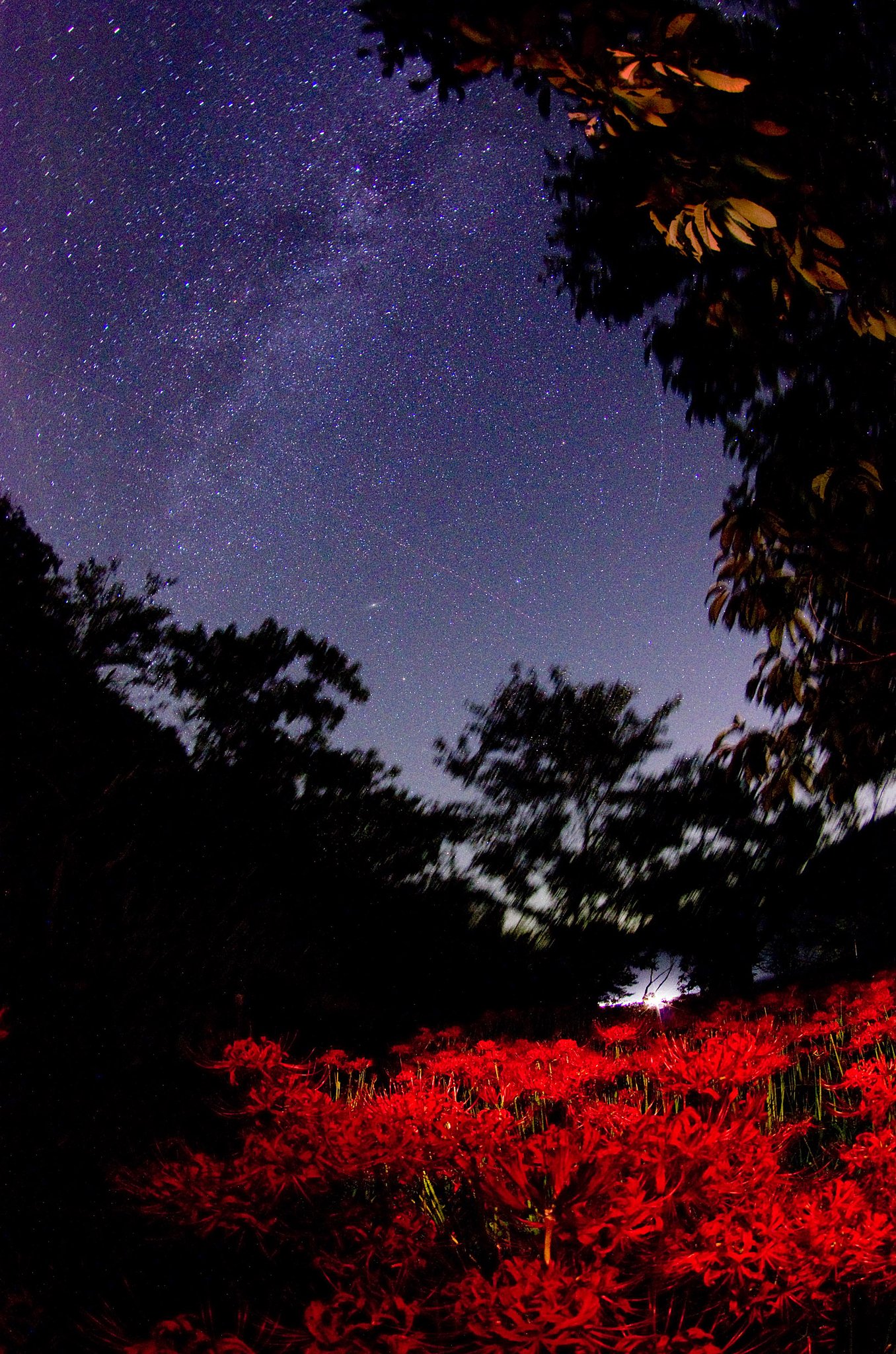 夜のヒガンバナ