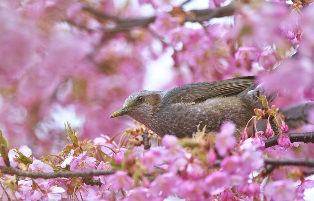 桜の園