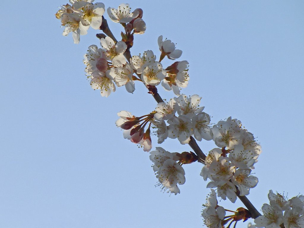 白梅