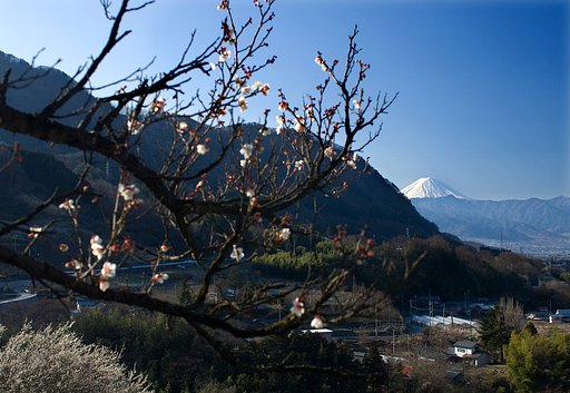 里の梅　裏富士から