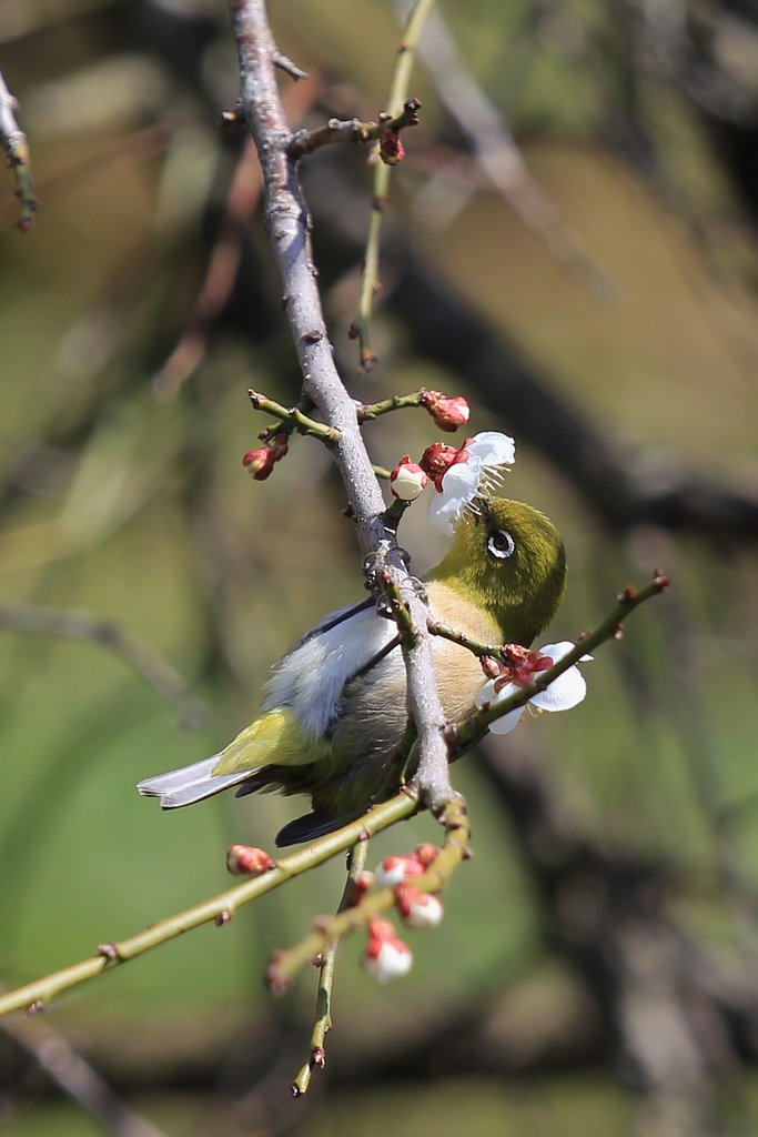 ウメジロ食事中