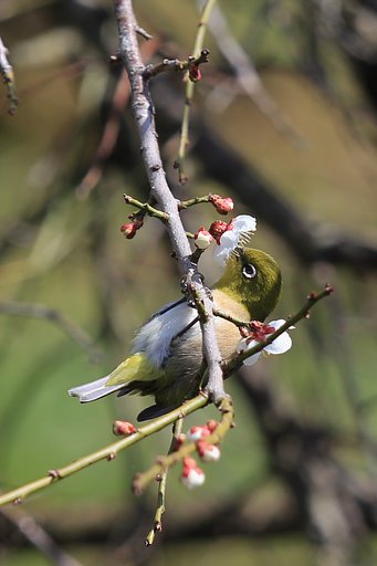ウメジロ食事中