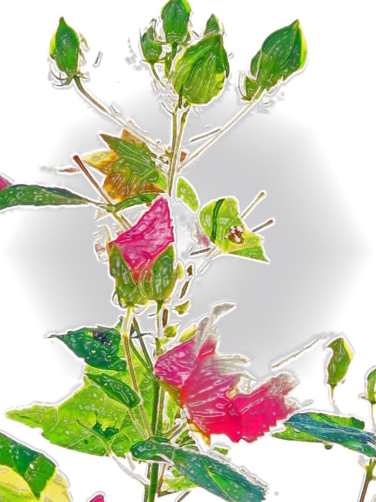 【淡彩】槿の花