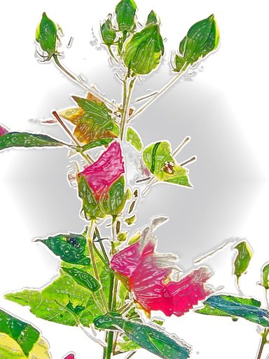 【淡彩】槿の花