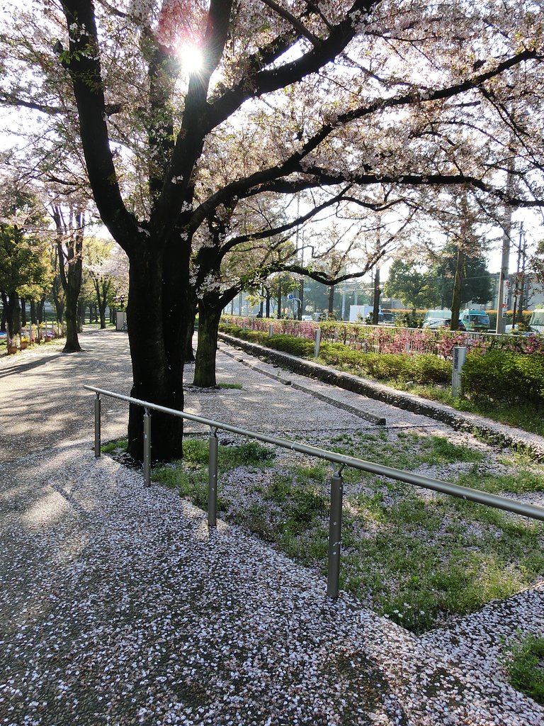 まもなく葉桜