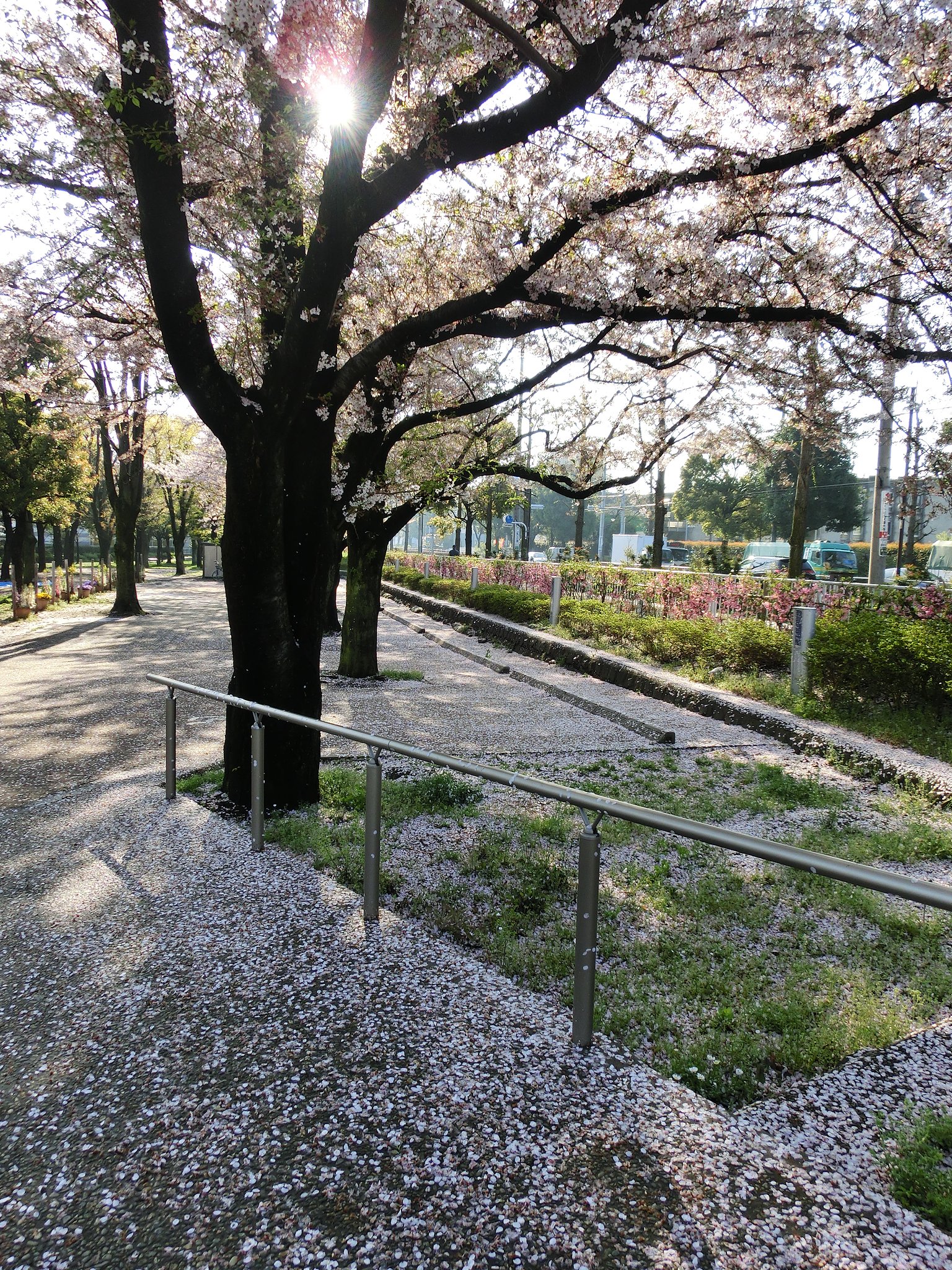まもなく葉桜