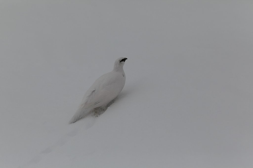 雪を掻き分け
