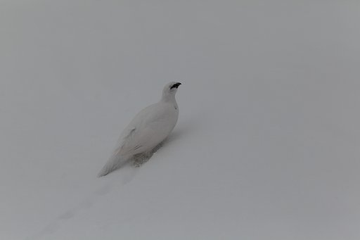雪を掻き分け
