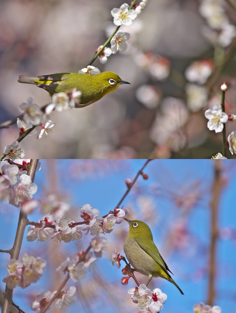 ウメジロー結び
