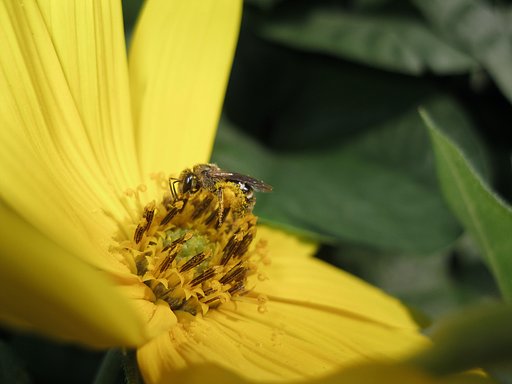 キクイモって花