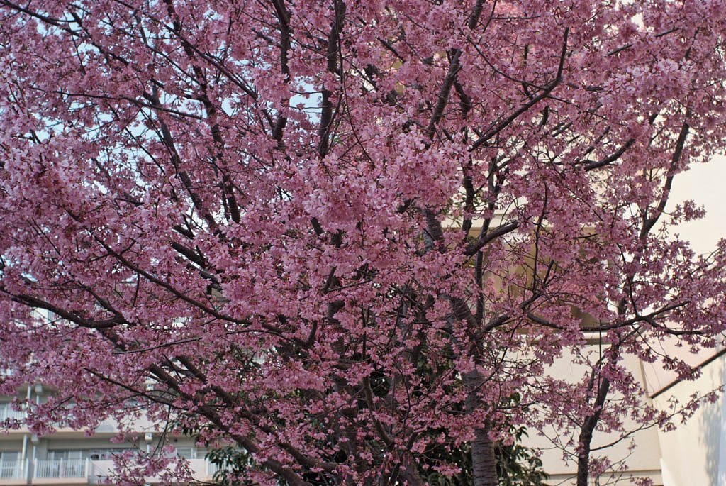 満開の桜