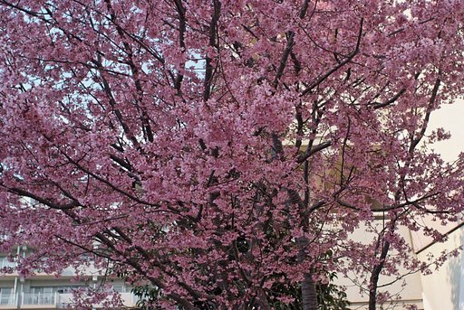 満開の桜