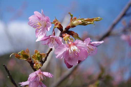 桜の花びら