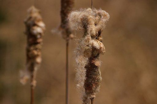 ごめんよ、ガマの穂